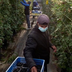 E38K Portugal Farm Harvesting Jobs For Seasonal Workers