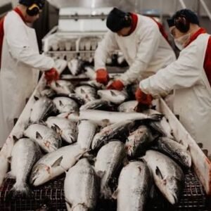 E48K Norway Fishing Industry Jobs With Free Accommodation